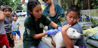 A member of Humane Society International (HSI) administers the anti-rabies vaccine on a dog as part of their mass vaccination. Dogs are responsible for as much as 99 percent of rabies transmissions to humans, says the World Health Organization. REUTERS FILE PHOTO