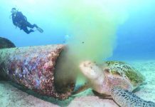 Pollution board to probe Boracay water facility This photo of a sea turtle feeding on filthy, yellowish liquid refuse oozing from an underwater pipe from an establishment on Boracay Island in Malay, Aklan has gone viral on social media. BORACAY WILSON