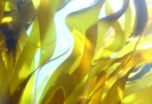 Seaweeds help fight climate change