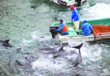 Japan starts dolphin hunt The Taiji hunt, seen here during the 2014 season, has received widespread criticism.