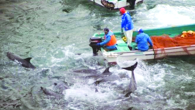 Taiji Dolphin Hunt The Taiji hunt, seen here during the 2014 season, has received widespread criticism.