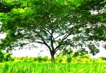 Save the trees