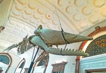 The skeleton of a 43.5-feet Marinduque Sperm Whale suspended from the ceiling at the museum’s entrance.