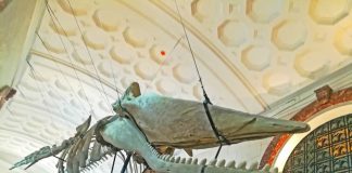 The skeleton of a 43.5-feet Marinduque Sperm Whale suspended from the ceiling at the museum’s entrance.