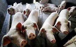 The African swine fever (ASF) can rapidly spread to wild boars and domestic pigs but does not affect humans. The Sangguniang Panlalawigan of Aklan urges municipal mayors to implement stricter security measures on the heels of ASF cases in Luzon and various countries in Asia. AKEAN FORUM