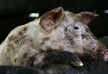 Boar with ASF found in demilitarized zone North Korea first recorded African swine fever (ASF) in May, and the South created border fences to keep it out. Over six-million pigs have been culled across Asia since the ASF was discovered. EPA