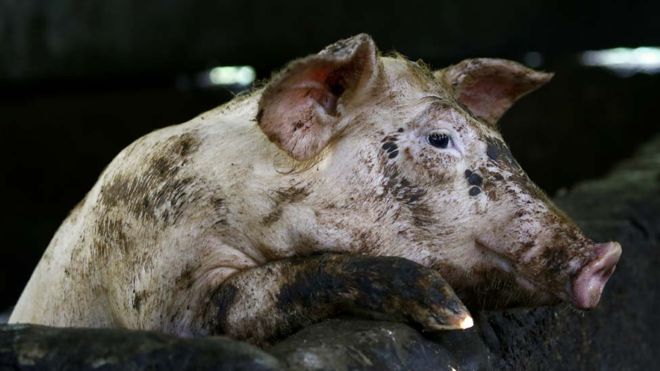 African swine fever North Korea North Korea first recorded African swine fever (ASF) in May, and the South created border fences to keep it out. Over six-million pigs have been culled across Asia since the ASF was discovered. EPA