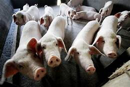 African swine fever The African swine fever (ASF) can rapidly spread to wild boars and domestic pigs but does not affect humans. The Sangguniang Panlalawigan of Aklan urges municipal mayors to implement stricter security measures on the heels of ASF cases in Luzon and various countries in Asia. AKEAN FORUM