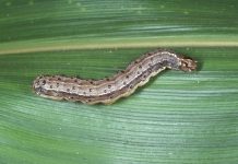 Prov’l agriculturist downplays Fall Armyworm infestation