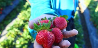 The Cordillera region’s peerless luscious strawberries, still thriving with Baguio’s chilly climate.