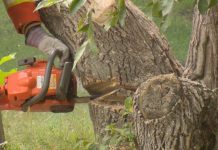 PENRO-Aklan to probe cutting of trees