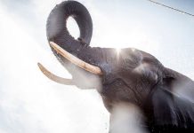 Denmark buys last circus elephants so they can retire The elephants are called Ramboline, Lara, Djunga and Jenny. Getty Images