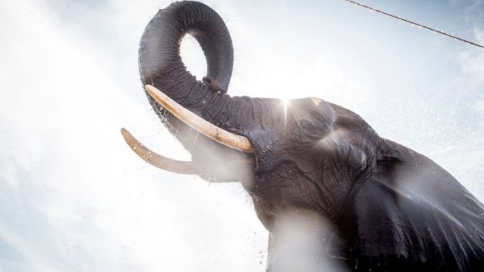 Denmark buys last circus elephants so they can retire 1 The elephants are called Ramboline, Lara, Djunga and Jenny. Getty Images