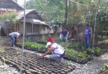 Ex-rebels turned tree farmers, forest guards Former rebel combatants of the Revolutionary Proletarian Army-Alex Boncayao Brigade plant tree seedlings in Aklan. After becoming beneficiaries since 2014, they already produced a total of 390,390 seedlings through the Payapa Masaganang Pamayanan program of the government. DENR-6