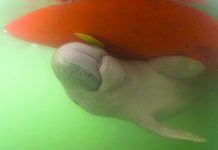 Thai marine biologist pleads for dugong conservation plan Marium, a baby dugong, swims near the hull of a boat off Libong island, Trang province, southern Thailand on May 23. A top marine biologist is urging Thailand’s government to speed up conservation plans for the dugong, an endangered sea mammal, after their death toll for the year has already climbed to a record 21. AP