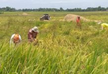 NegOcc has P5-M ‘standby’ fund for ‘palay’ procurement, says guv Rice farmers harvest palay in Bago City, Negros Occidental last month. Gov. Eugenio Jose Lacson said the P5-million fund of the provincial government allocated for the procurement of palay is still available. PNA BACOLOD