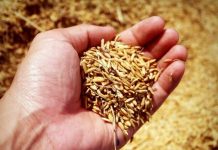 NFA-Capiz exceeds ‘palay’ buying target The National Food Authority-Capiz says it surpassed the palay procurement target of over 1,400-percent last September. BUSINESSNEWS.COM.PH