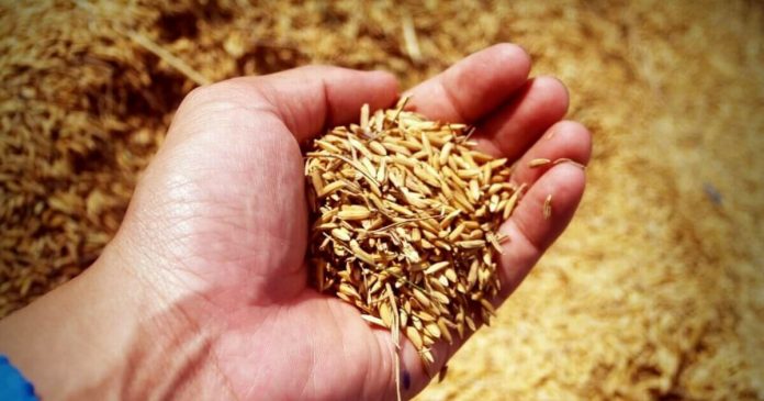 palay The National Food Authority-Capiz says it surpassed the palay procurement target of over 1,400-percent last September. BUSINESSNEWS.COM.PH