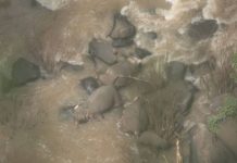 6 elephants die trying to save each other
