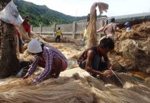 Aklan abaca farmers told to produce first-class fibers Abaca farmers in Aklan are urged to produce high-grade abaca fibers due to its increasing demand. According to Kennedy Costales, executive director of the Philippine Fiber Industry Development Authority, the P7-billion Philippine abaca fiber industry has helped boost the country’s economy from its 97-percent export earnings. DEPARTMENT OF AGRICULTURE-PHILIPPINE RURAL DEVELOPMENT PROJECT