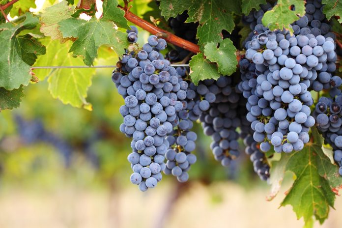 Ripe red wine grapes on vine Cabernet Sauvignon wine grapes almost ready for harvest are held at Wente Vineyards in Livermore, California. American wine producers are being squeezed out of the fast-growing Chinese market, thanks to United States president Donald Trump’s trade war with China. Since the trade dispute began last year, China has raised tariffs on American wines three times in retaliation for United States’ tariffs on Chinese goods.