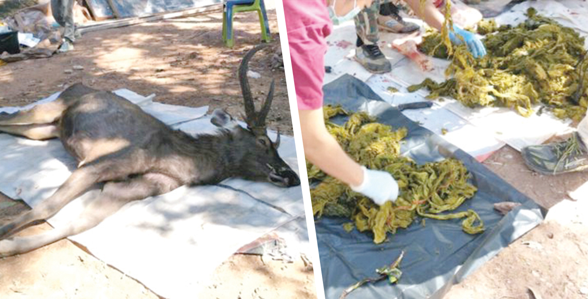 deer stomach
