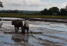 DA mechanization program to benefit Antique farmers A farmer tills his rice field. The mechanization program of the Department of Agriculture will soon benefit farmer-members of cooperatives from the 17 towns of Antique. PNA/ANNABEL CONSUELO J. PETINGLAY