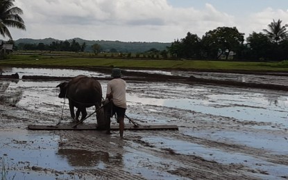 Farmer A farmer tills his rice field. The mechanization program of the Department of Agriculture will soon benefit farmer-members of cooperatives from the 17 towns of Antique. PNA/ANNABEL CONSUELO J. PETINGLAY