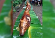 Culinary, travel fest to feature Antique’s native ‘lechon’ The native lechon (roasted pig) in Antique will be featured in “Kain Na! Culinary and Travel Festival” slated next month in Iloilo City. Last Oct. 27, the province was launched as the “Native Lechon Capital” of the Philippines.” PNA/ANNABEL CONSUELO J. PETINGLAY
