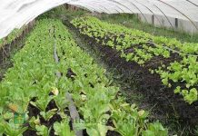 NegOcc’s top organic farmer pushes for better gov’t support Negros Occidental has about 16,000 hectares of agricultural land devoted to organic farming. Jesus Antonio Orbida, one of the country’s top organic farmers, was pushing for a better government support for the organic agriculture sector. AGRICULTURAL TRAINING INSTITUTE