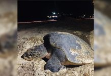 An Olive Ridley sea turtle is seen laying its eggs on the beachfront of a resort in Boracay Island, Malay, Aklan on Tuesday last week. The Department of Environment and Natural Resources came to the area and built a fence around the eggs to protect them. HARON DEO VARGAS/ MÖVENPICK RESORT & SPA BORACAY