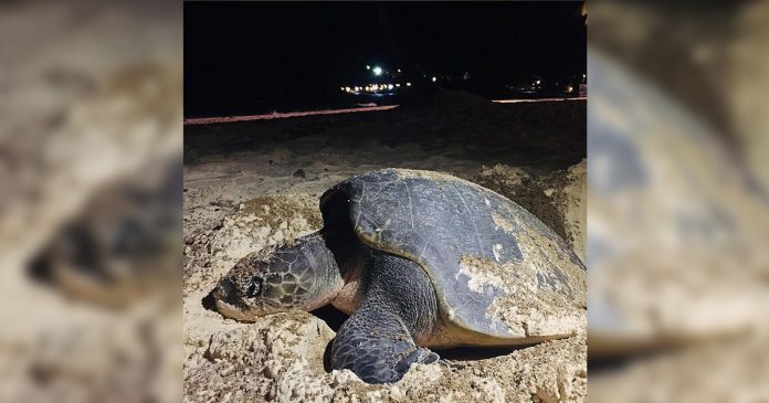 Olive Ridley sea turtle Boracay An Olive Ridley sea turtle is seen laying its eggs on the beachfront of a resort in Boracay Island, Malay, Aklan on Tuesday last week. The Department of Environment and Natural Resources came to the area and built a fence around the eggs to protect them. HARON DEO VARGAS/ MÖVENPICK RESORT & SPA BORACAY
