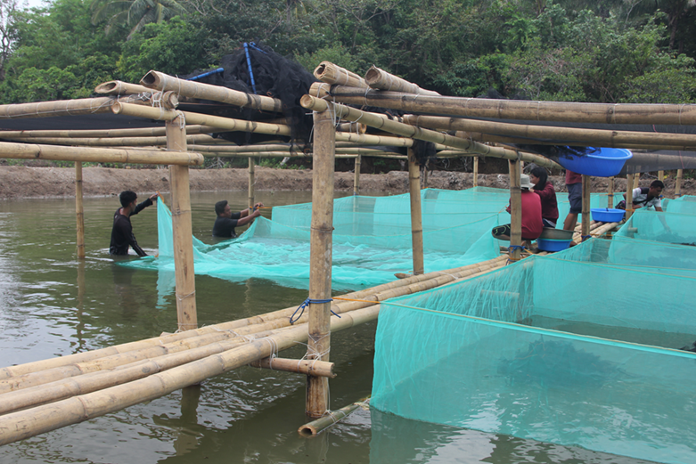 Popularity of mangrove crabs spurs trainings on crab farming