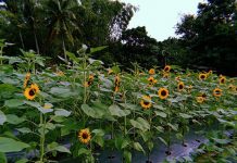 Photo courtesy of L. Naldoza Agri Tourism Farm Facebook