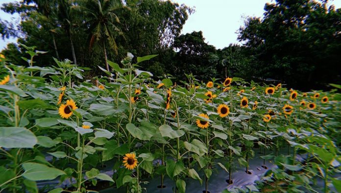 Sunflower farm Miag-ao Photo courtesy of L. Naldoza Agri Tourism Farm Facebook