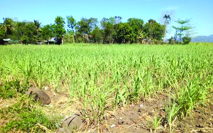 Sugar Industry