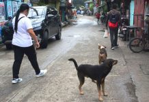 ‘Mercy killing’ for stray dogs