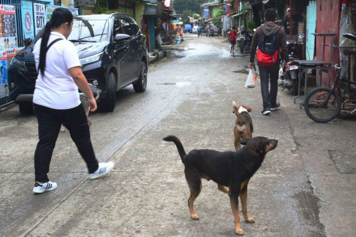 stray dogs