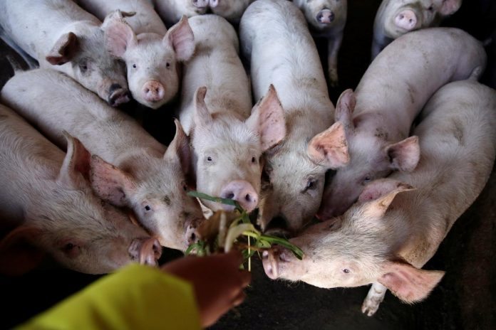pigs A student feeds pigs at a farm next to a primary school in Xuanwei, Yunnan province, China. DARLEY SHEN/REUTERS