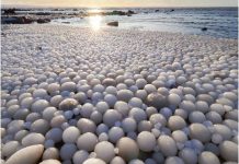 ‘Ice eggs’ cover Finland beach “Ice eggs” are seen in Hailuoto Island, Finland on Sunday. RISTO MATTILA