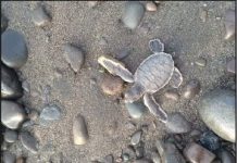106 sea turtle hatchlings released in Antique