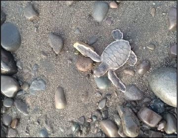 106 sea turtle hatchlings released in Antique