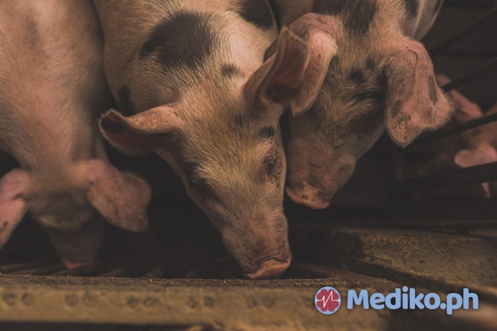 5 Popular Food Items that Can Be Affected by the African Swine Fever Virus