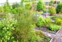 The best plants for attracting insects to gardens