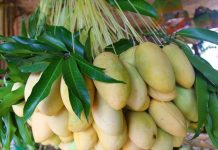 DTI in major push to make Guimaras mangoes a global premium product With over 35,000 of the fruit-bearing trees on the idyllic island, Guimaras boasts what are claimed to be the sweetest mangoes in the world.