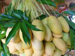 With over 35,000 of the fruit-bearing trees on the idyllic island, Guimaras boasts what are claimed to be the sweetest mangoes in the world.