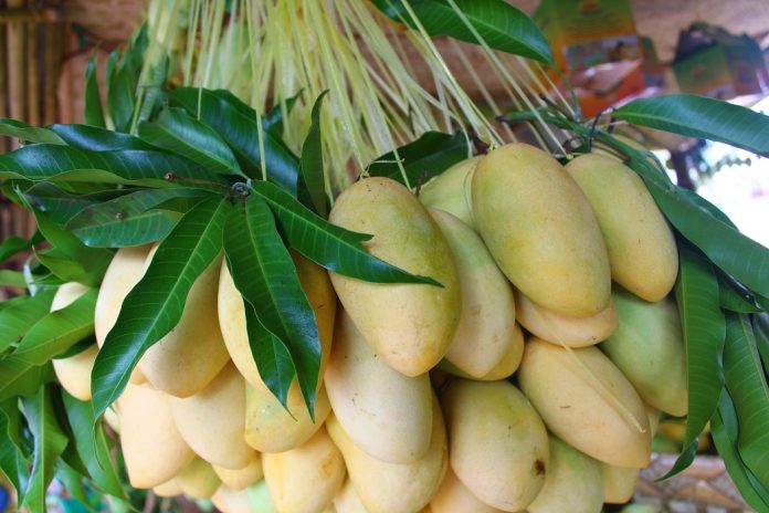 Iloilo Foods 5 With over 35,000 of the fruit-bearing trees on the idyllic island, Guimaras boasts what are claimed to be the sweetest mangoes in the world.