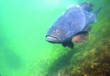 The story of Ivy, Lito: ‘Straight’ males do exist, may help save threatened lapu-lapu One of the giant groupers (Epinephelus lanceolatus), locally known as lapu-lapu, in a broodstock cage at Southeast Asian Fisheries Development Center’s Igang Marine Station. A study published in July 2019 debunked the long-held presumption that males of this hermaphrodite fish species only arise from females that sex change later in life. PHOTO BY RD DIANALA