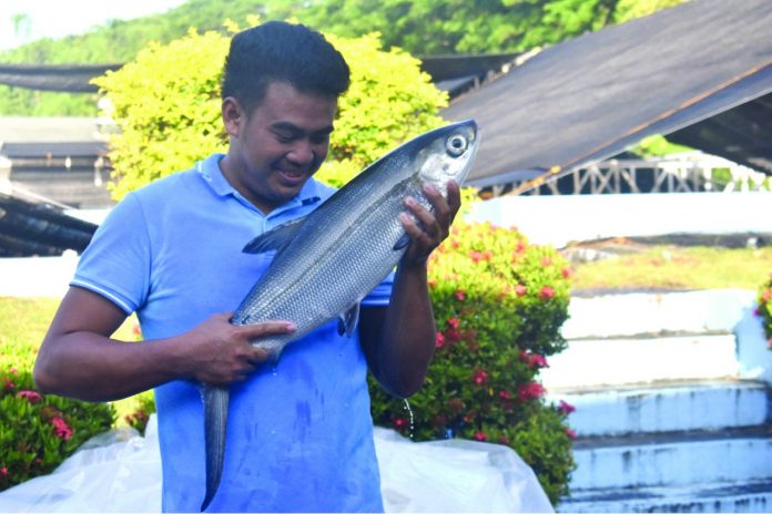 More breeders boost SEAFDEC’s drive to help develop bangus industry A milkfish sedated upon arrival at Southeast Asian Fisheries Development Center’s broodstock facility. Photo by Nikka Failaman