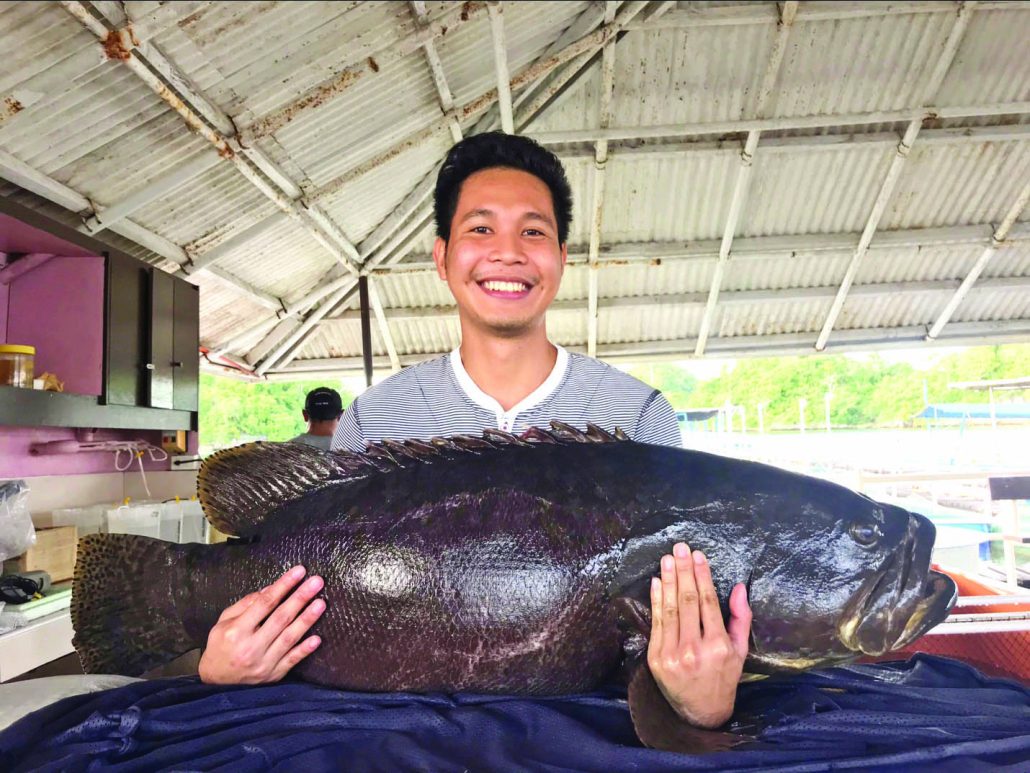 A research assistant holds a sedated mature female giant grouper, about 40 kilogram in weight at Southeast Asian Fisheries Development Center’s Igang Marine Station in Guimaras. The fish are sedated to monitor their sex as females are known to possibly change into males at some point in their lives. PHOTO BY PA PALMA